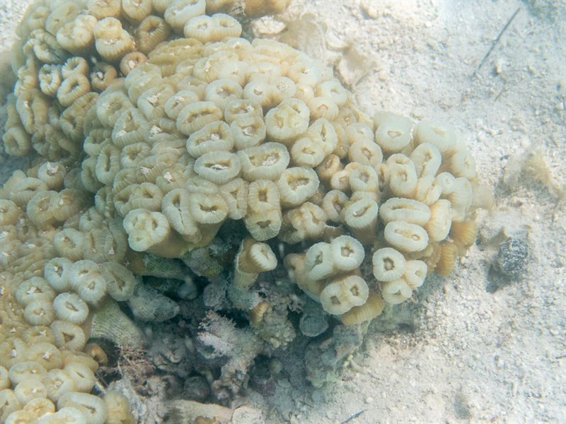 , Large Polyp Coral, Astraeosmilia connata