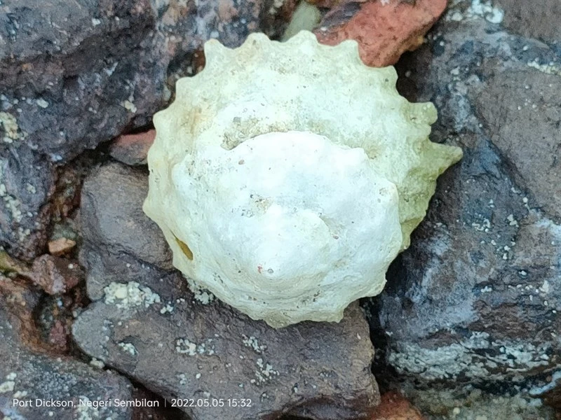 , Spurred Turban, Star Shell - Astralium calcar, Astralium calcar