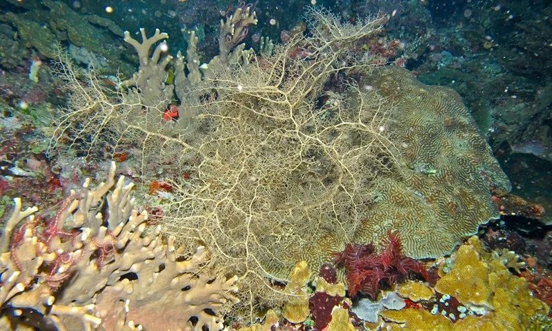 , Naked Basket Star, Astroboa nuda