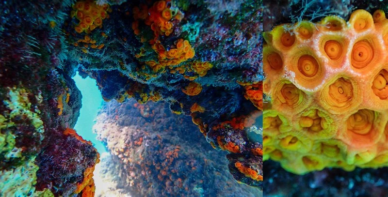 , Star Coral, Astroides calycularis