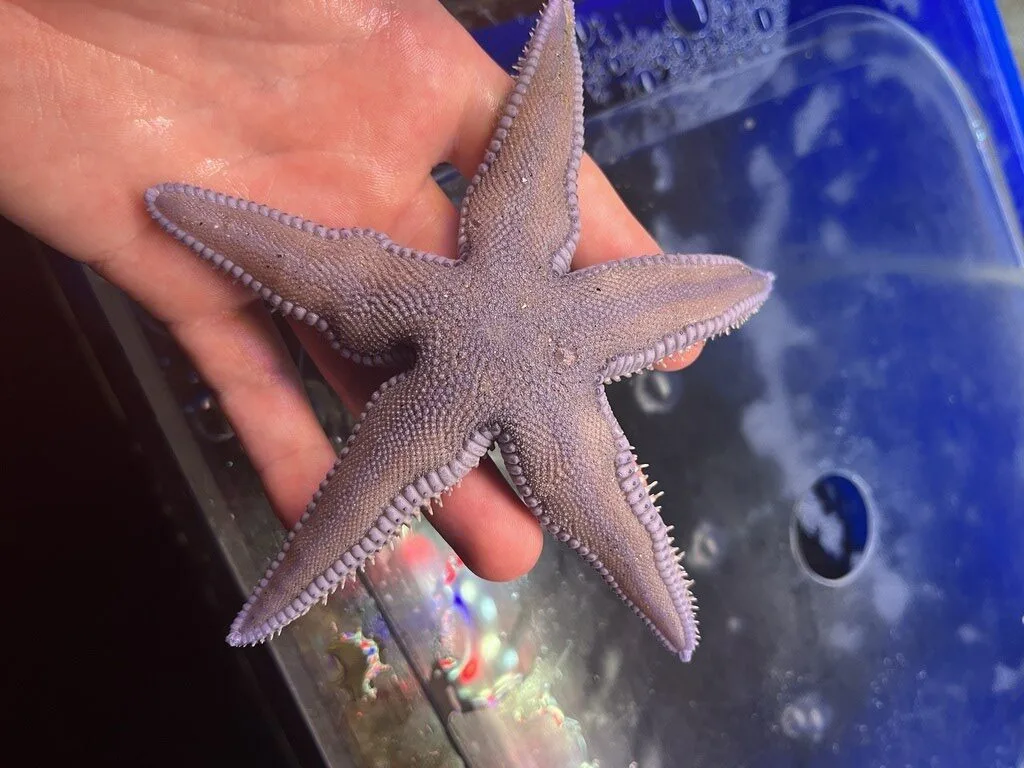 , Astropecten armatus