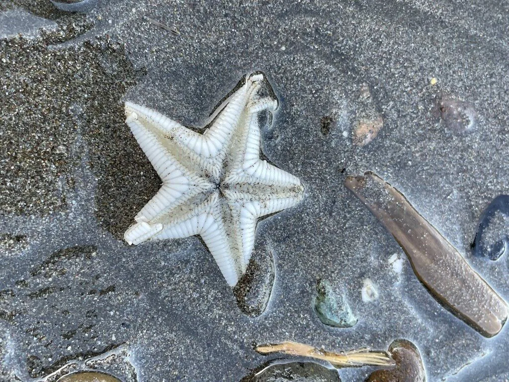 , Astropecten latespinosus