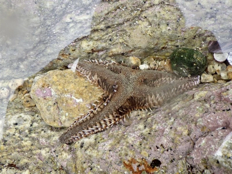 , Sand Sifting Starfish,  Indo-pacific Comb Starfish, Astropecten polyacanthus