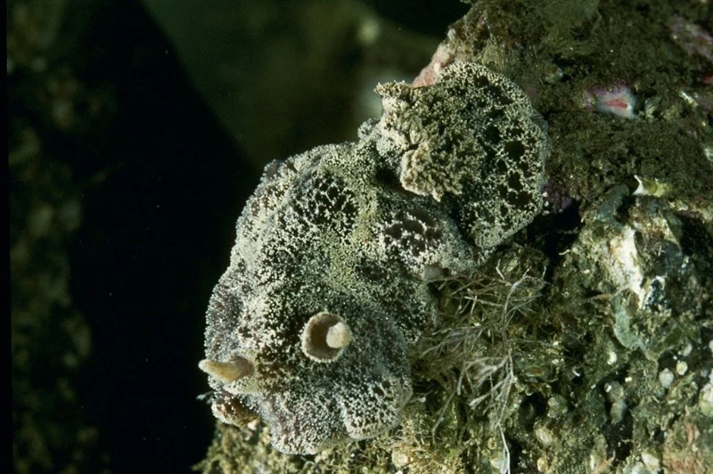 , Dromedary Sea Slug, Atagema gibba