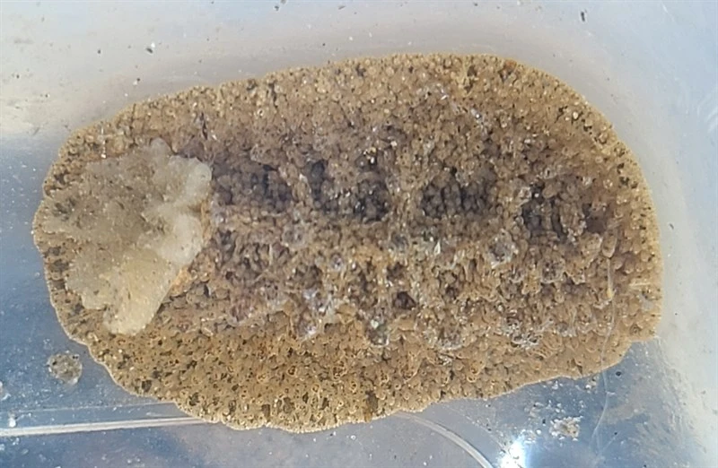 , Atagema notacristata, Atagema notacristata