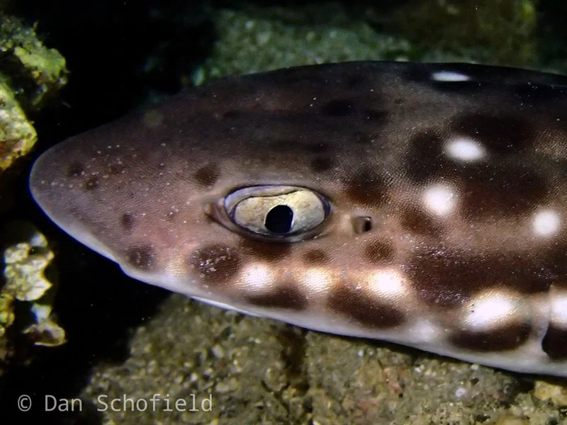 Spotted-belly catshark, Spotted-belly Catshark - Atelomycterus erdmanni, Atelomycterus erdmanni