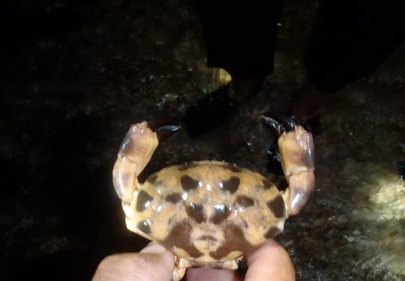 , Atergatopsis signata, Atergatopsis signata