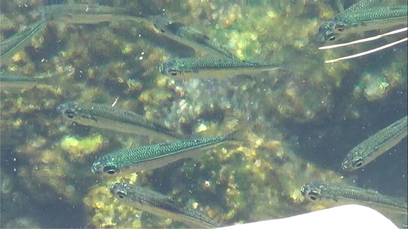 Big-scale sand smelt, Big-scale Sand Smelt - Atherina boyeri, Atherina boyeri