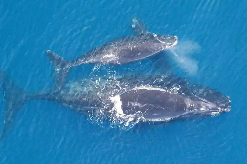 Atlantischer-Nordkaper-Eubalaena-glacialis-tauchen-wale-kanaren-kanarische-inseln-teneriffa-gran-canaria-Fuerteventura-Lanzarote-La-Palma-Gomera-El-Hierro-Atlantik