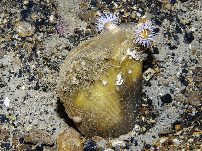 , Atrina fragilis