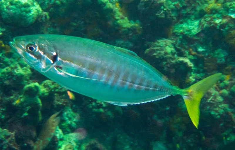 Yellowtail scad, Northern Yellowtail Scad, Yellowtail Scad, Yellow-tail Scad , Barred Yellowtail Scad, Atule mate