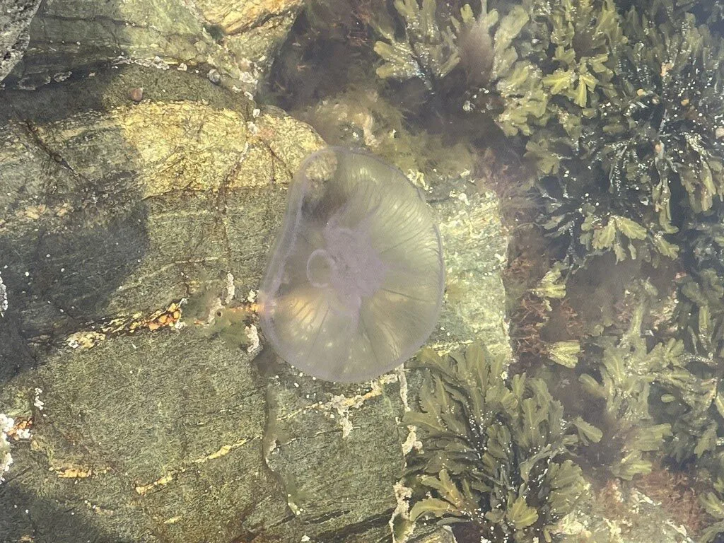 , Moon Jellyfish - Aurelia aurita, Aurelia aurita