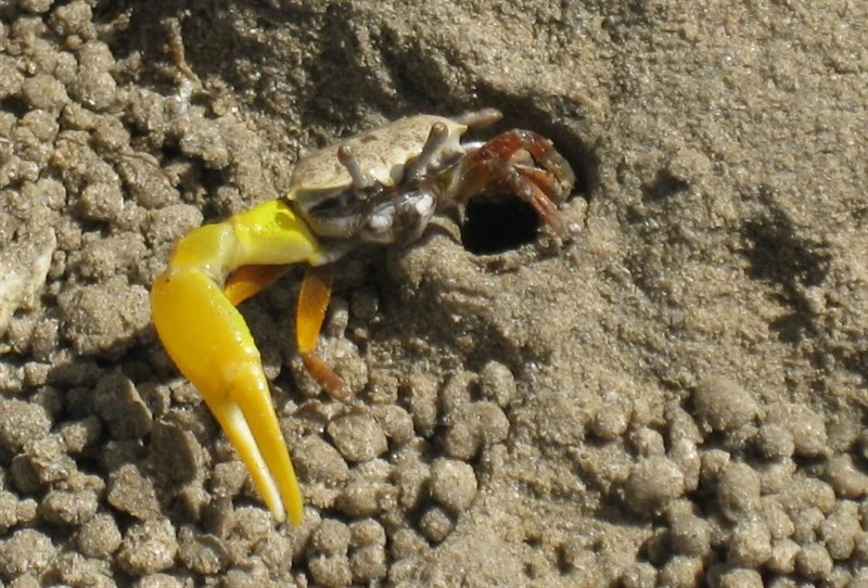 , Austruca mjobergi, Austruca mjobergi