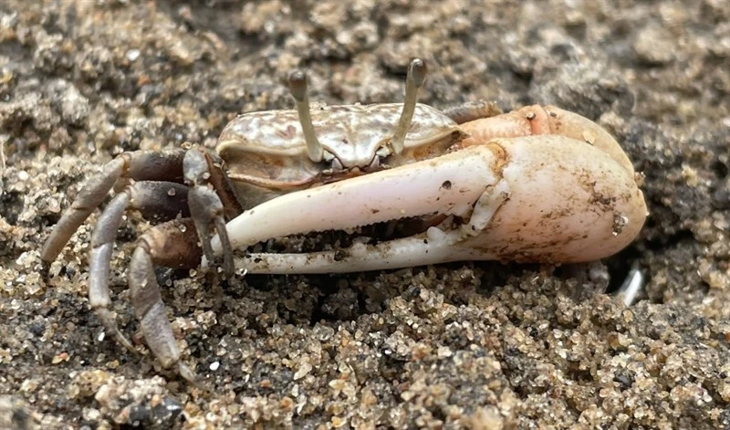 , East African Fiddler Crab, Austruca occidentalis