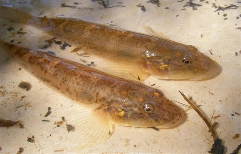 , Awaous macrorhynchus