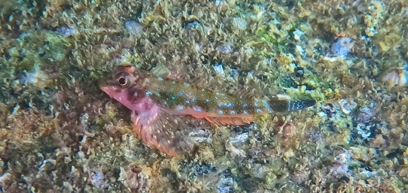 Panama triplefin, Panama Triplefin - Axoclinus lucillae, Axoclinus lucillae