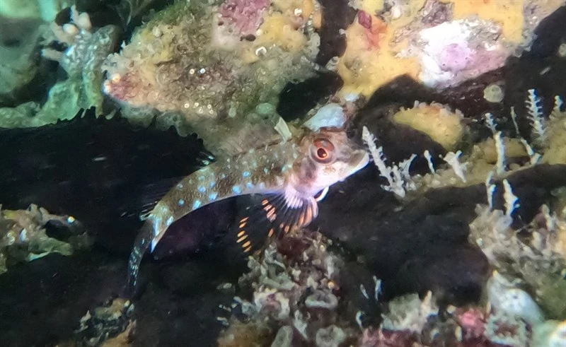 , Carmine Triplefin - Axoclinus storeyae, Axoclinus storeyae