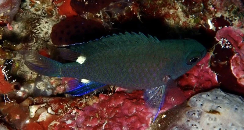 Twinspot chromis, Twinspot Chromis, Azurina elerae