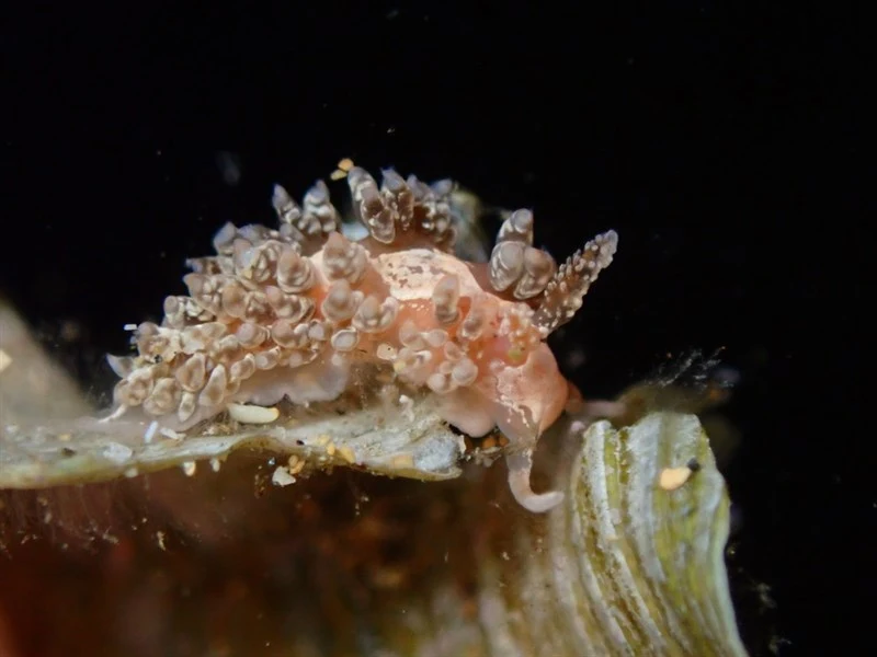 , Whitetip Aeolid - Baeolidia salaamica, Baeolidia salaamica