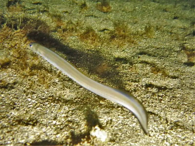 Bandtooth-Conger-Ariosoma-balearicum-eel-scuba-diving-canary-islands-anguilliformes-species