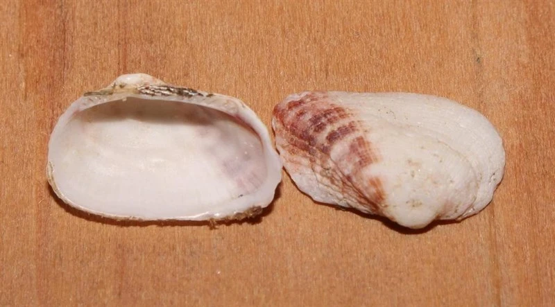 , Barbatia sculpturata