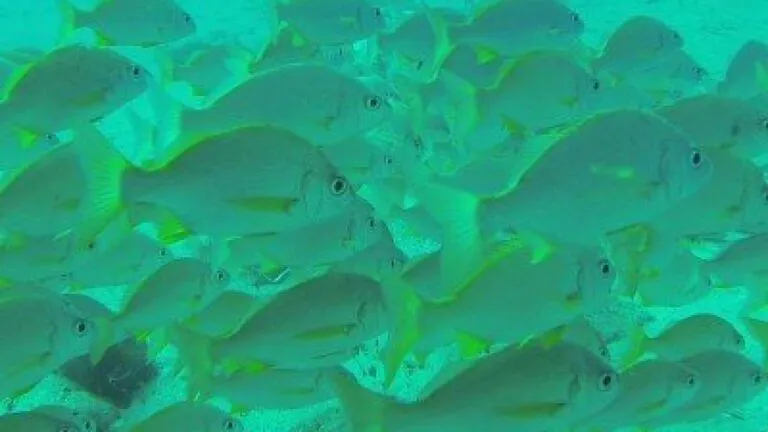 Bastard Grunt - Pomadasys incisus