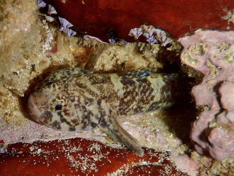 Brownboy goby, , Bathygobius laddi