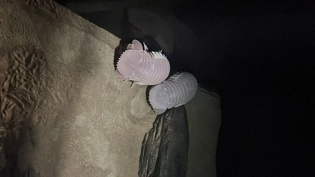 , Giant Isopod, Bathynomus giganteus