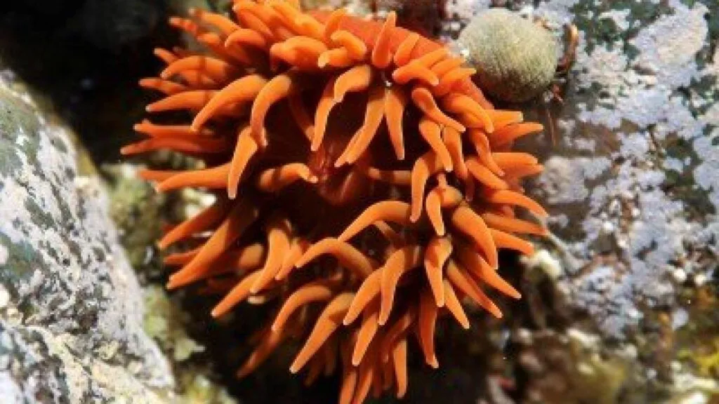 Beadlet-Anemone-Actinia-equina-anthozoa-species-diving-canary-islands-atlantic-ocean