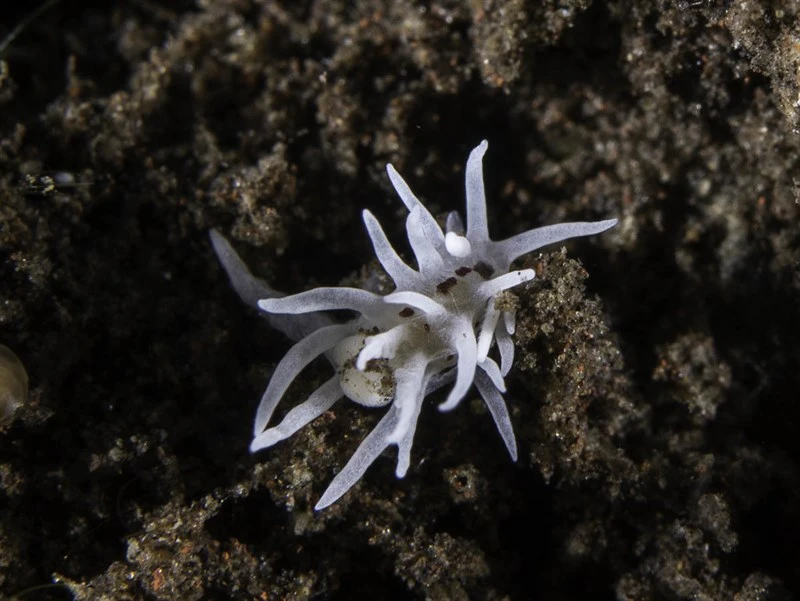, Spiky Nudibranch, Brown-Spotted Bermudella, Bermudella brunneomaculata