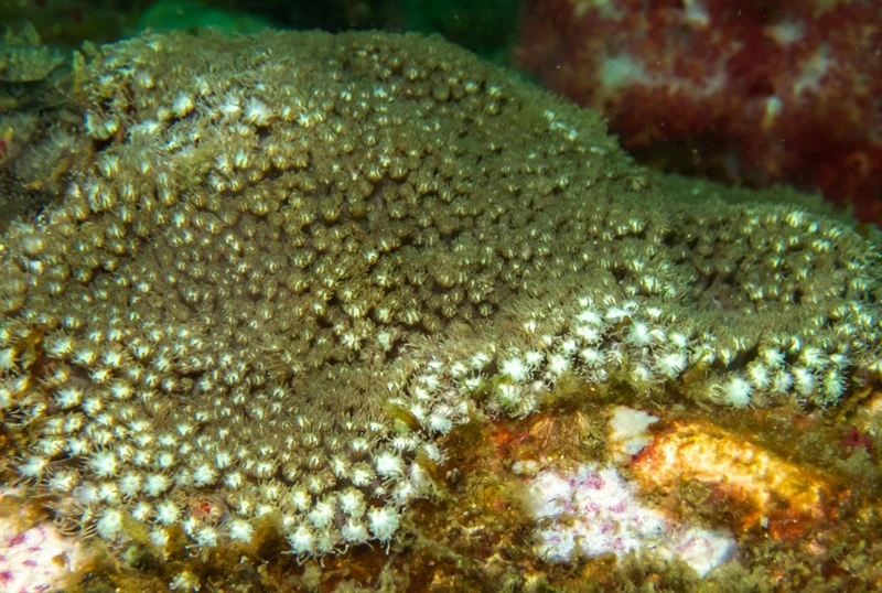 , Flowerpot Coral, Bernardpora stutchburyi