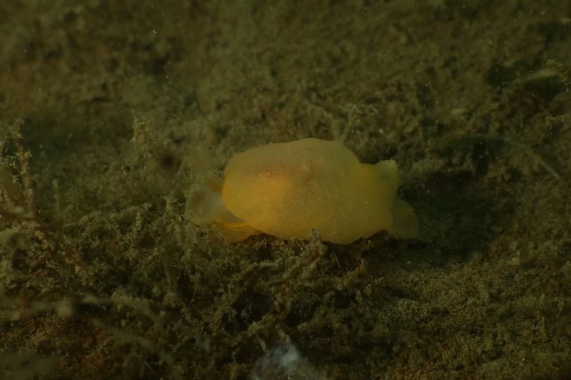 , Berthella perforata, Berthella perforata