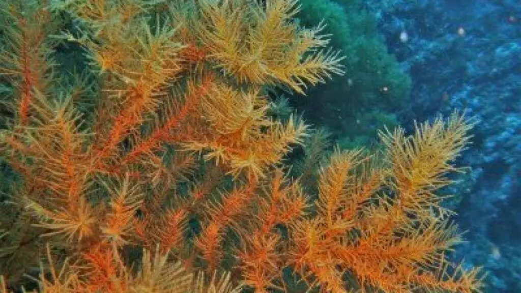 Black-Coral-Antipathella-wollastoni-Anthozoa-species-diving-canary-islands-canaries-atlantic-ocean-hexacorallia