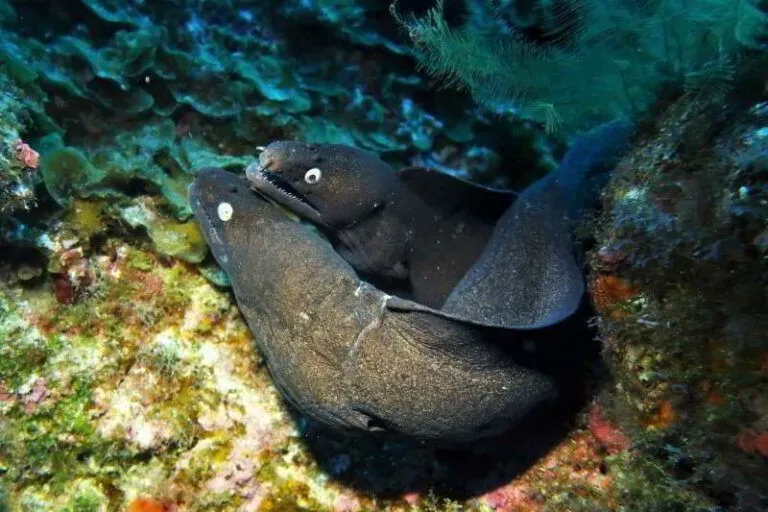 Black-Moray-Eel-Image-Photo-Muraena-augusti-eels-morays-species-anguilliformes-scuba-diving-canary-islands-atlantic-ocean-couple-blind