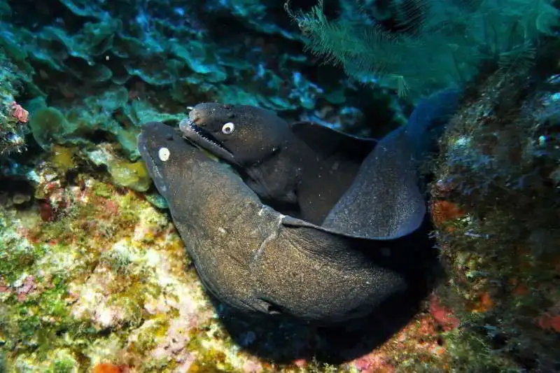 Black-Moray-Eel-Image-Photo-Muraena-augusti-eels-morays-species-anguilliformes-scuba-diving-canary-islands-atlantic-ocean-couple-blind