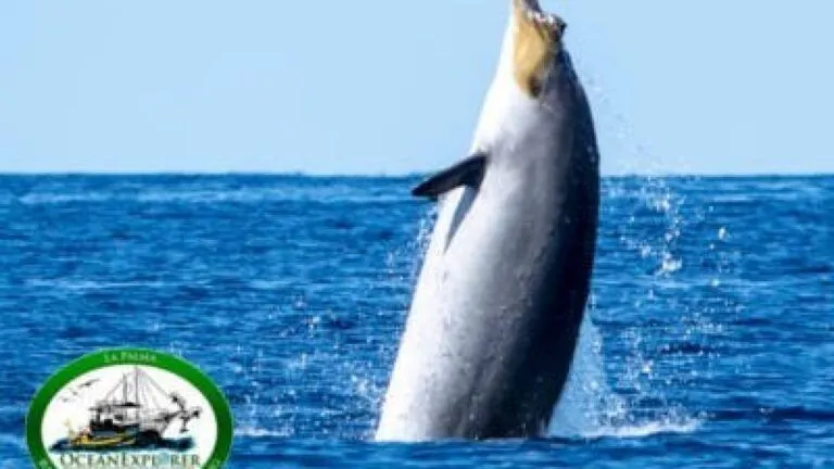 Blainville-Schnabelwal-Mesoplodon-densirostris-cetacea-wale-tauchen-auf-den-kanaren-kanarische-inseln-atlantik-atlantischer-ozean-1280x720