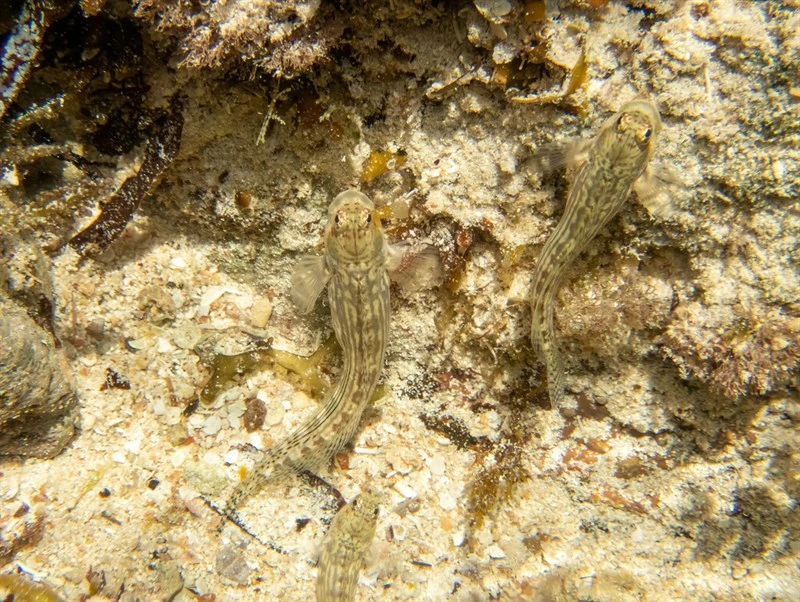 Striped rockskipper, Striped Rockskipper, Blenniella cyanostigma
