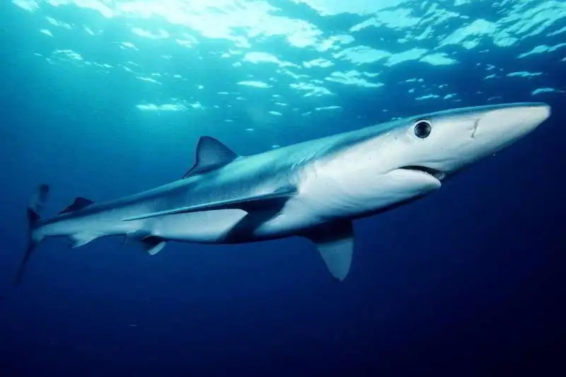 Blue-Shark-species-Prionace-glauca-Canary-Islands-Sharks-Canaries-Atlantic-scuba-diving