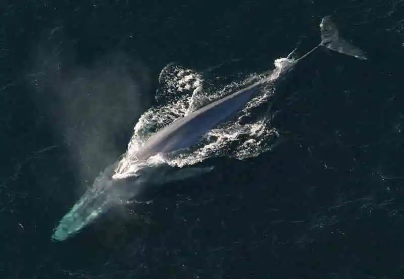 Blue-Whale-Balaenoptera-musculus-Canary-Islands-Whales-species-Canaries-tenerife-Gran-Canaria-Whalewatching-Fuerteventura-Lanzarote-La-Palma-Gomera-El-Hierro-Atlantic-Ocean