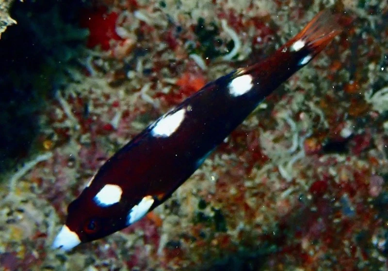 Axilspot hogfish, Axil Hogfish, Axilspot Hogfish, Coral Hogfish, Panda Hogfish, Polkadot Wrasse, Turncoat Hogfish, Bodianus axillaris