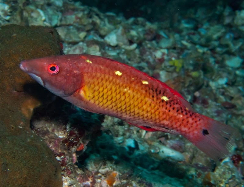 Diana's hogfish, Diana's Hogfish, Fourspot Hogfish, Indian Diana's Hogfish, Polkadot Grouper, Red Hogfish, Bodianus diana