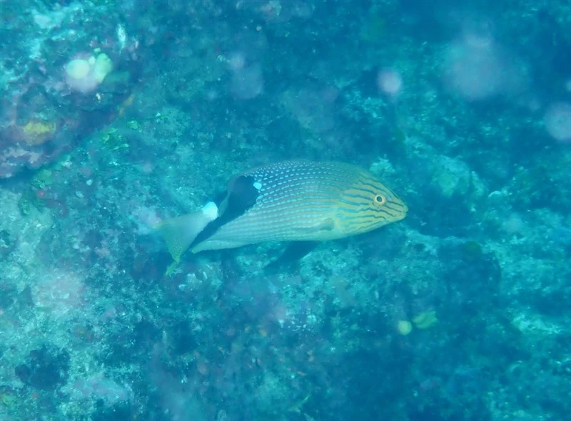 Blackfin hogfish, Blackfin Hogfish, Eclipse Hogfish, Bodianus loxozonus