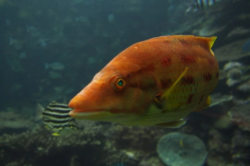 Red-sashed hogfish, Red-sashed Hogfish, Morsecode Pigfish, Bodianus rubrisos