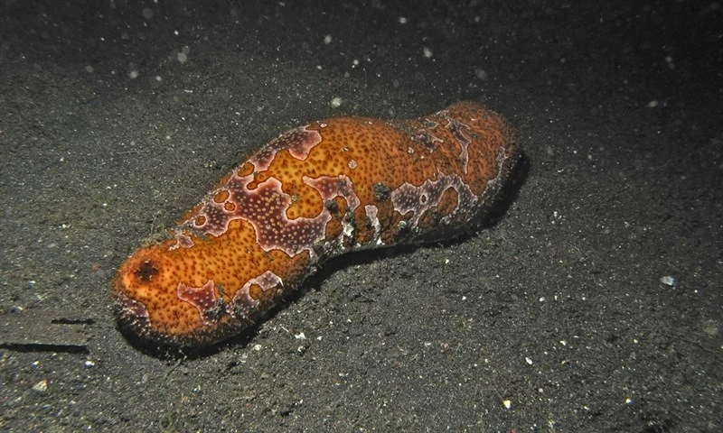 , Eyed Sea Cucumber, Polka-dotted Sea Cucumber, Bohadschia ocellata