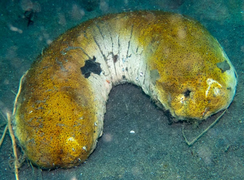 , Brown Sandfish, Brown Sea Cucumber, Bohadschia vitiensis