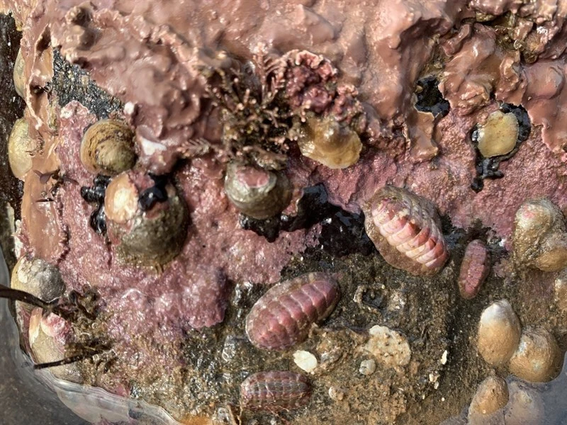 , Northern Red Chiton, Boreochiton ruber