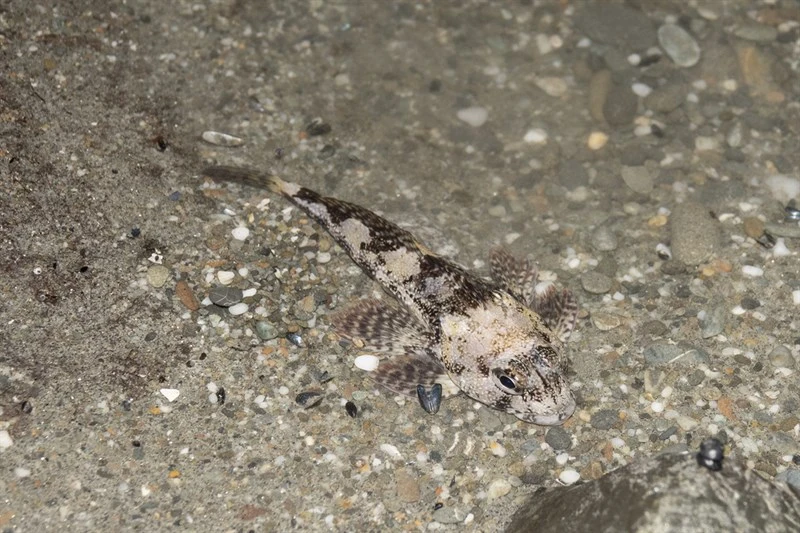 Thornfish, , Bovichtus variegatus
