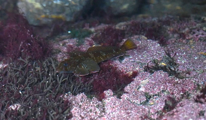 , Bovichtus veneris, Bovichtus veneris