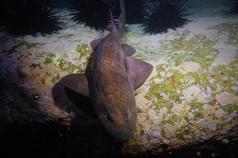 Blind shark, Blindshark, Brown Cat Shark, Brown Catshark, Brown Cat-shark, Dusky Dogfish, Brachaelurus waddi