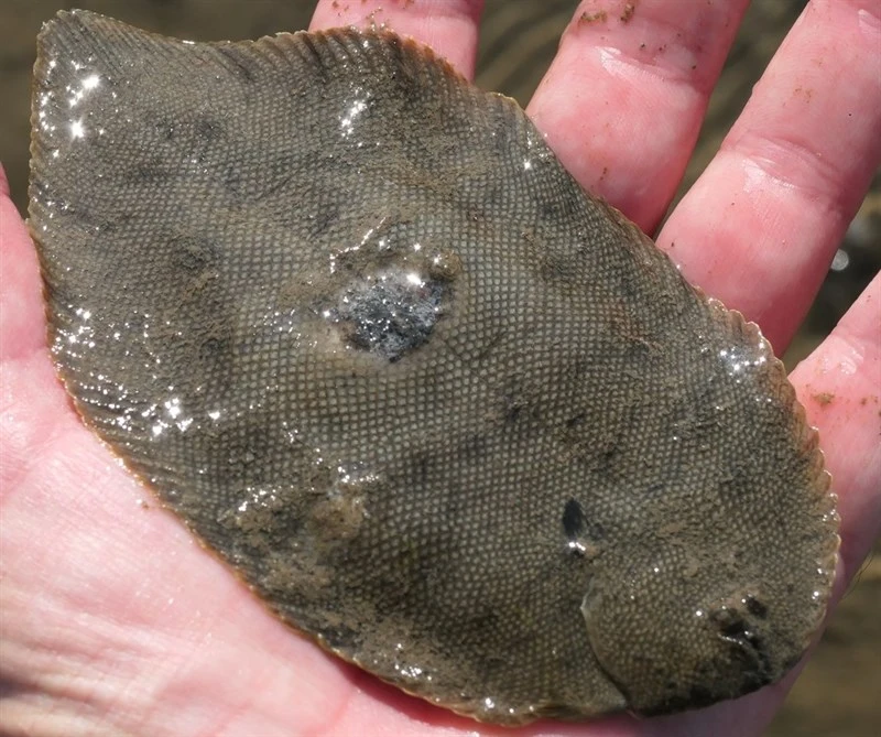 Black sole, Brachirus niger, Brachirus niger